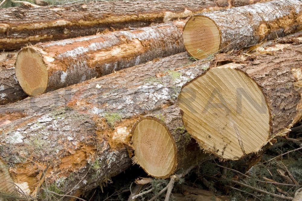 Madera